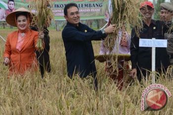 Palembang panen raya padi saat kemarau
