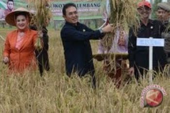Palembang targetkan produksi padi meningkat