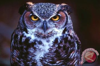 DPPK Sleman manfaatkan burung hantu basmi tikus 