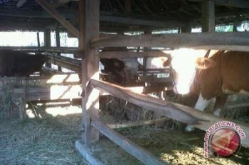 Pemkab Bantul: program Siwab tingkatkan populasi sapi