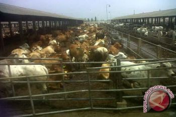 Rupiah Melemah, Harga Daging Bertahan