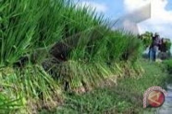 Distan OKU bantu pengadaan benih subsidi