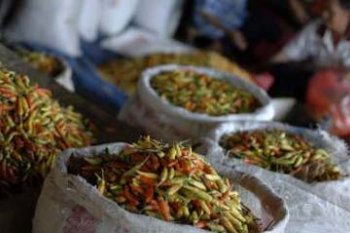 HARGA CABAI STABIL
