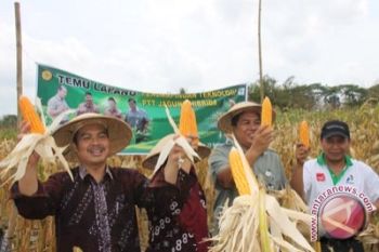 Produksi jagung di Kulon Progo turun
