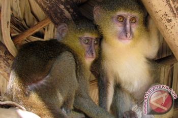 Likweli jadi spesies monyet baru Afrika teridentifikasi di Kongo