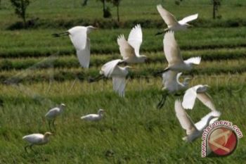 Kembang api akibatkan burung kuntul Ketingan migrasi 