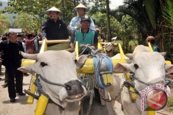 Mentan Panen Raya Padi Sawah  Di Sigi