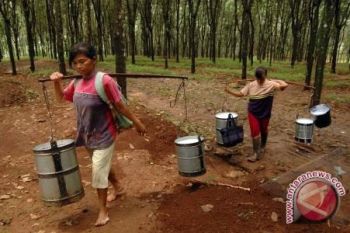 Alih fungsi lahan karet bukan solusi 