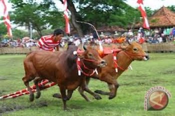 Pemerintah tetap bekukan karapan sapi Piala Presiden 