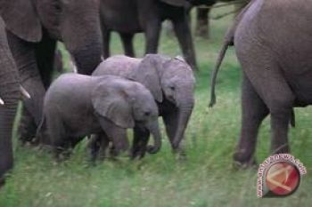 Gajah jinak lahirkan anak di CRU Sampoiniet
