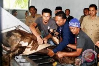 Kementan targetkan 4.000 rumah pemotongan hewan terakreditasi 
