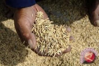 Produksi gabah kering giling di Bantul naik