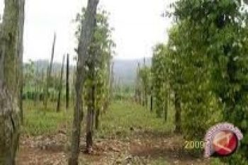 Yurnalis minta lahan miliknya segera dikembalikan 