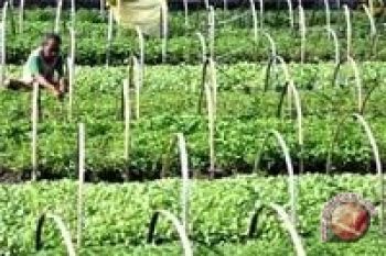 Saatnya kesempatan pada industri benih lokal