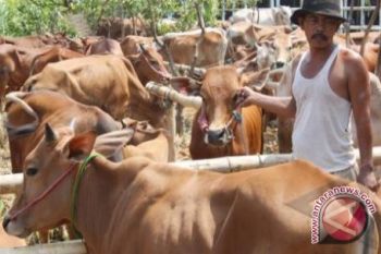 100.354 KK petani Musi Rawas usaha ternak