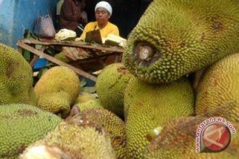 Yogyakarta terima bantuan 2.500 bibit nangka 