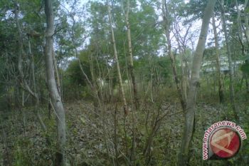 Dishutbun imbau masyarakat lestarikan hutan rakyat 