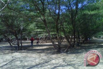 UGM bantu tanggulangi abrasi di Pantai Jepara 