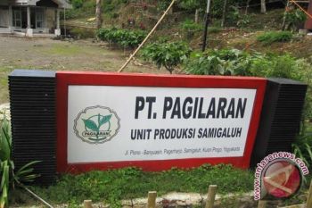 Produksi teh Kulon Progo tidak capai target