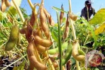 Petani Banyumas Panen Kedelai