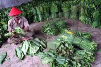 Panen Belum Usai, Pabrik Diminta Tetap Beli Tembakau