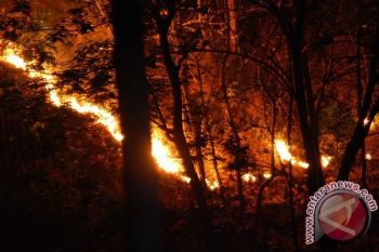 Kini Giliran Hutan Lereng Gunung Sumbing Terbakar