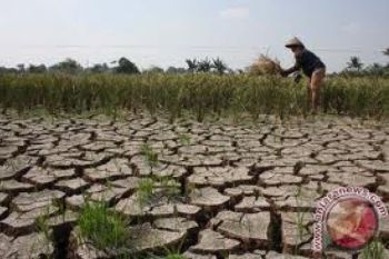 Kemarau, 4.910 Hektare Tanaman Padi Puso