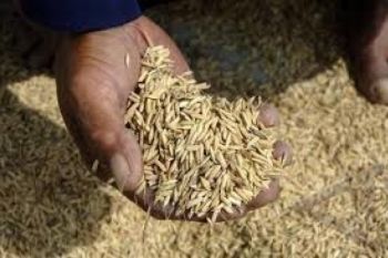 Petani Banyumas Sulit Jual Gabah Simpanan
