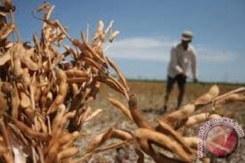 Petani Kebumen Panen Kedelai