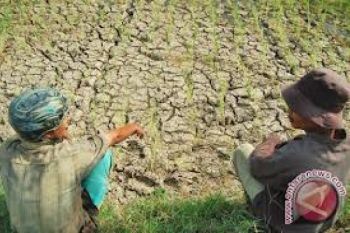 Mayoritas Petani Banyumas Miskin