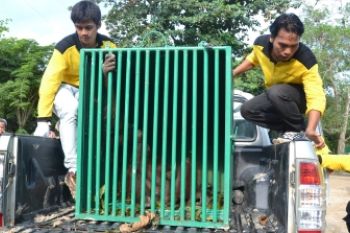 Relokasi Orangutan