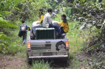 Relokasi Orangutan Di TNK