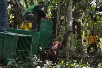 Relokasi Orangutan Di TNK