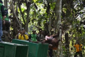 Relokasi Orangutan Di TNK