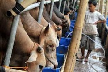 Impor Nihil, Harga Hewan Kurban Naik