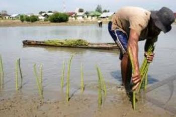 Pemkot Semarang Beli Lahan Pantai Rp1 miliar