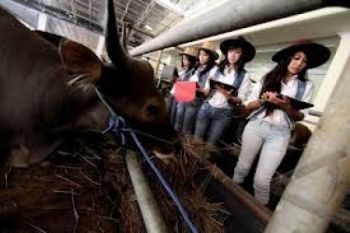 Kudus Layani Pemeriksaan Hewan Kurban Gratis