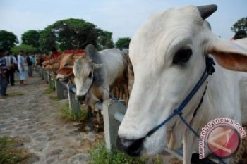 Harga Hewan Kurban Naik