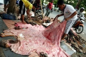 Stok Kulit Hewan Melimpah Pasca-Lebaran Haji
