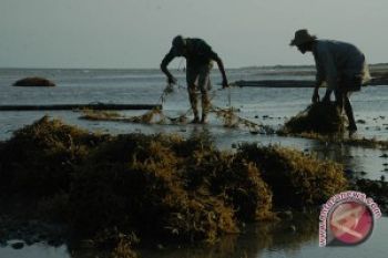 Mengenal Potensi Sargassum 