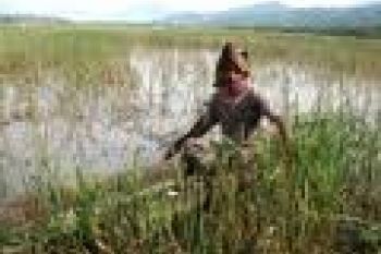 Terancam Kebanjiran, Hasil Panen Padi Turun