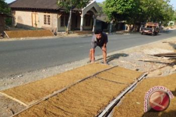 Harga tembakau di Bantul anjlok 