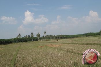 El Nino disaster threatens 17 districts in NTT