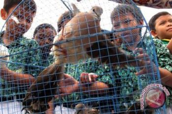 Kemenhut melepasliarkan 10.000 burung maleo 