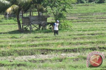 Mencari Pemerintah Di Antara Tengkulak Hutan Gundul