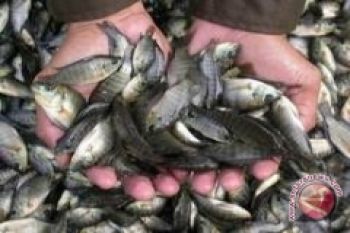 DKP Bantul siapkan 200 ribu benih ikan