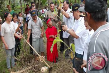 Wartawan lakukan penanaman ribuan pohon di Bitung