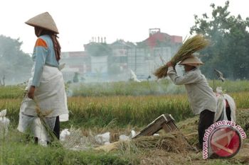 30 persen sawah Yogyakarta digunakan untuk pembenihan