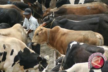 Sleman berupaya wujudkan swasembada perikanan dan daging 