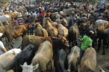 HARGA SAPI MELONJAK
